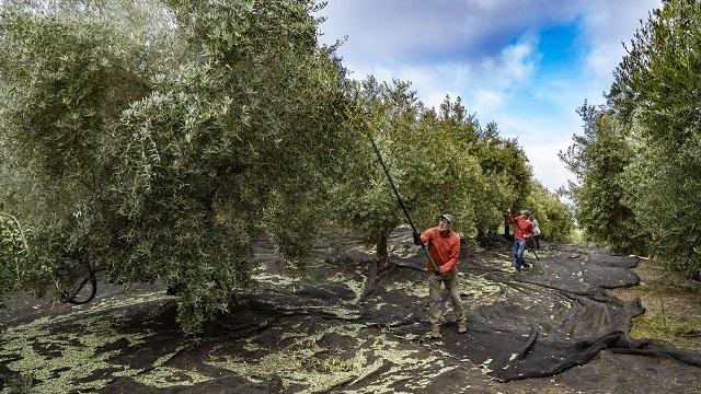 小型橄榄油研磨机640x360